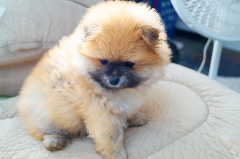 JACK.  Orange Sable CKC Registered Pomeranian. Male - photo 3